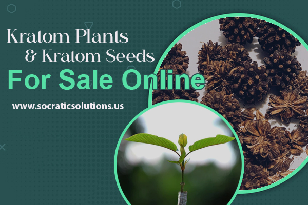Kratom Plants And Kratom Seeds