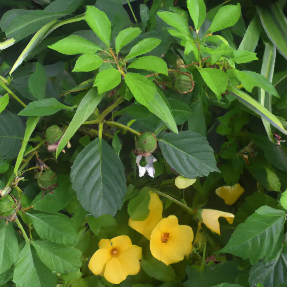 Damiana and "Yohimbe Leaves" Together