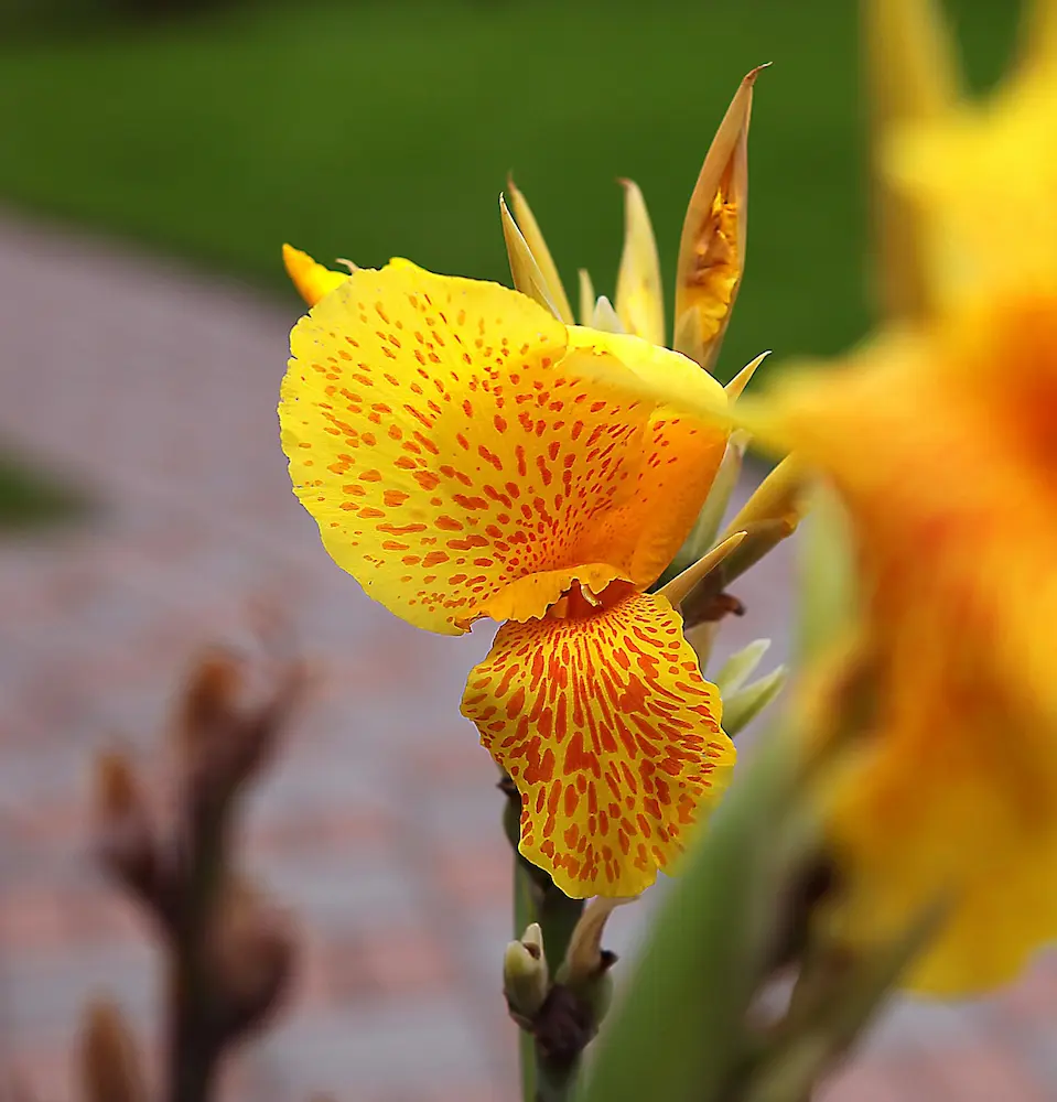Yellow kanna flower